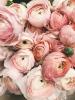 Lily’s Blossom Boutique | Weddings