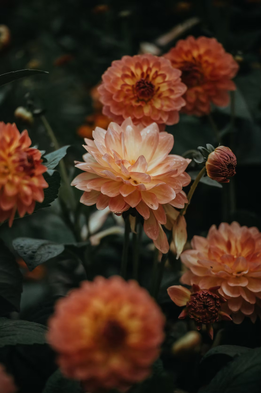 Feather & Foxglove | Atherstone | Autumn delights and new beginnings