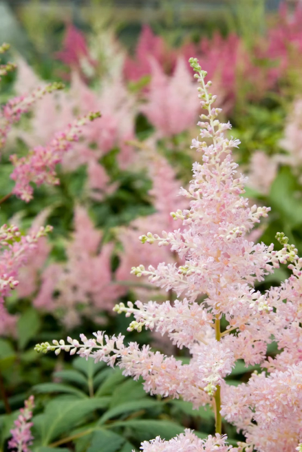 Feather & Foxglove | Atherstone | Alternative wedding flowers