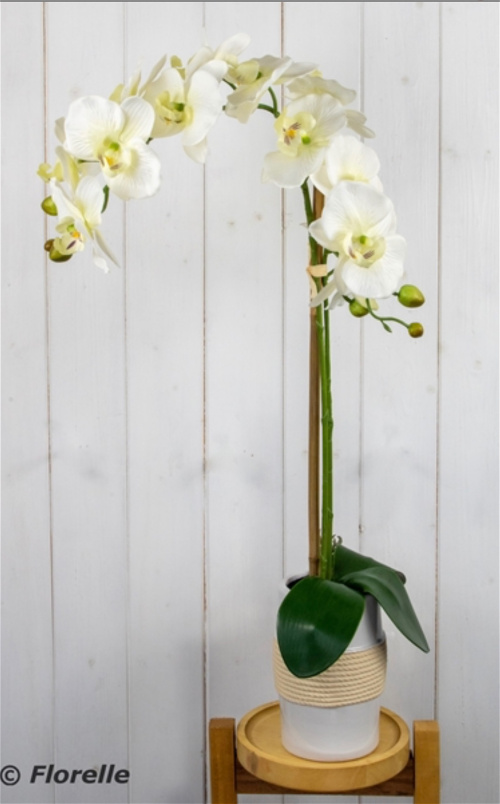 Gifts | Cream orchid