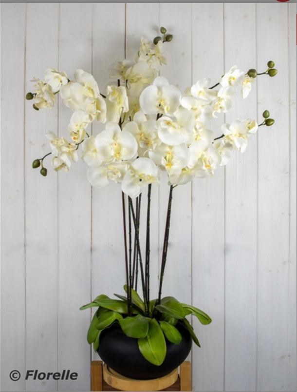 Gifts | Orchid in black pot