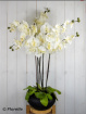 Gifts | Orchid in black pot