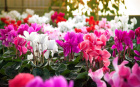 Plants | Cyclamen plant