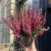 Plants | Calluna known as lilac Heather