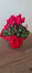 Christmas Flowers | Cyclamen In Ceramic Pot