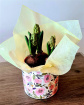 Bouquets | Mother's Day | Hycanith in Ceramic Pot