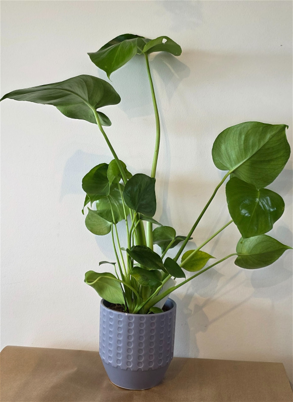 Bouquets | Monstera Plant in Ceramic Pot