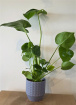 Bouquets | Monstera Plant in Ceramic Pot