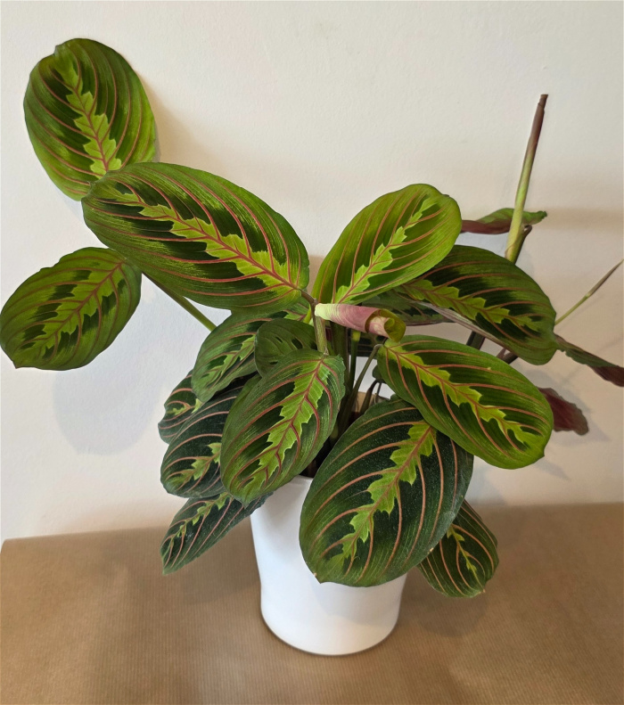 Bouquets | Maranta Fascinator in Ceramic Pot