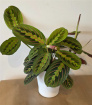 Bouquets | Maranta Fascinator in Ceramic Pot
