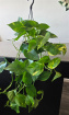 Bouquets | Golden Pothos