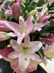 Arrangements | Bouquets | Mother's Day | Valentines Day | Lilies In Love