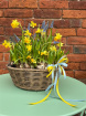 Arrangements | Gifts | Seasonal | Spring Bulb Basket