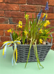 Arrangements | Gifts | Seasonal | Spring Bulb Basket