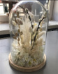 Gifts | Dried Flower Cloche