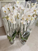 Spring Bouquets | Orchid plant