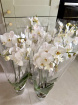 Spring Bouquets | Orchid plant