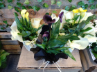 Gifts | Plants | Calla Lily