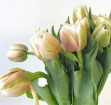 Bouquets | Mother's Day | Upsell gifts | Tulip wrap