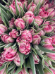 Bouquets | Mother's Day | Upsell gifts | Tulip wrap