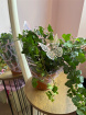 Fresh Flowers | Mother's Day | Ivy Plant