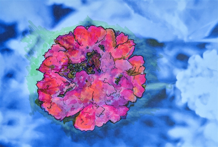 Prints | Vibrant Hydrangia - unframed