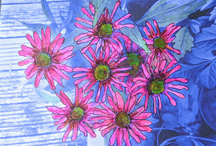 Prints | Echinacea Print - unframed