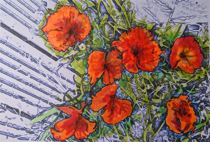 Prints | Bright Nasturtium Print - unframed