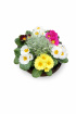 Easter flowers | Plants | Spring hanging basket