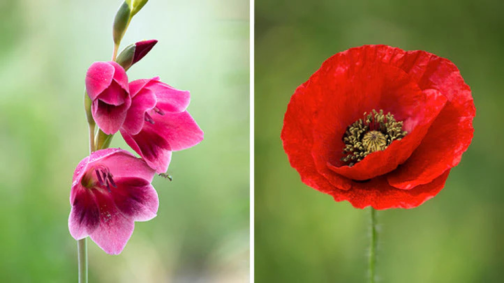 Garden Whispers Florist | Fareham | August Birth Flowers: Gladiolus and Poppy