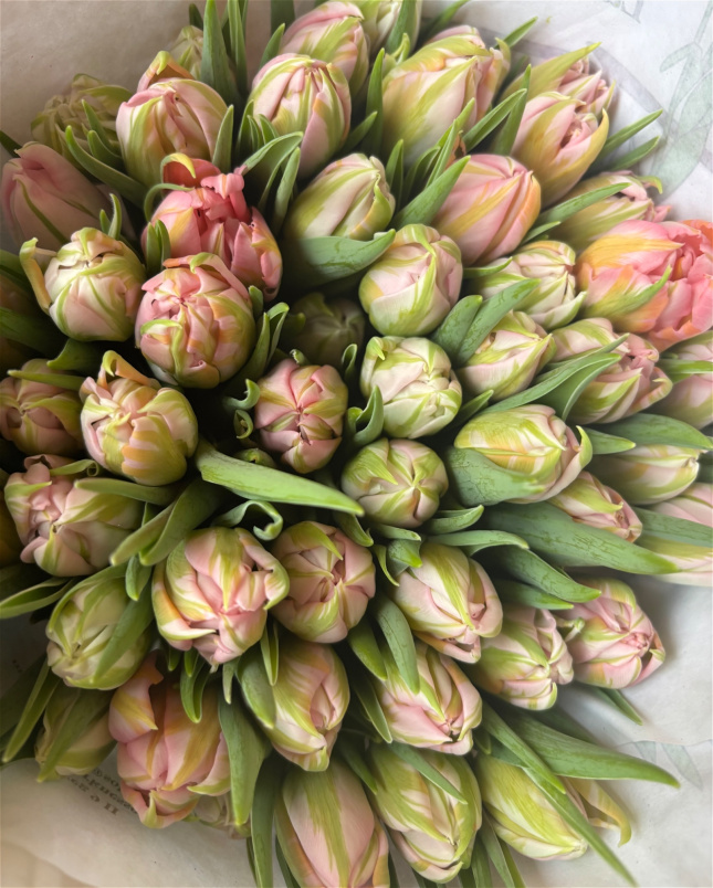 Every Day Bouquets | Seasonal tulips