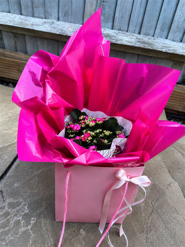 Every Day Bouquets | Teacher Thankyou Plant