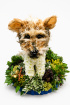 Animal Tributes | Funerals | Dog Tribute