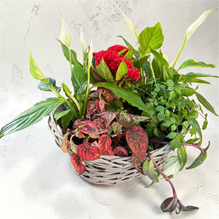 Plants | Indoor planted basket