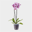 Plants | Phalaenopsis orchid potted - assorted