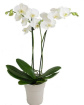 Plants | Phalaenopsis orchid potted - assorted