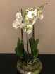 Bouquets | Gifts | Mother's Day | Plants | Valentine's Day | Orchid gift