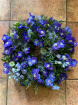 Wreaths  | Rich Blue ~ Floral Wreath