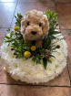 Posies | Plush Dog On All Round ~ Posy