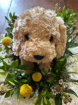 Posies | Plush Dog On All Round ~ Posy