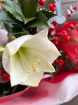 Christmas 2025 | Chimes of Christmas ~ Ilex And Amaryllis Bouquet