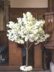 Hire Range | Large Blossom Trees