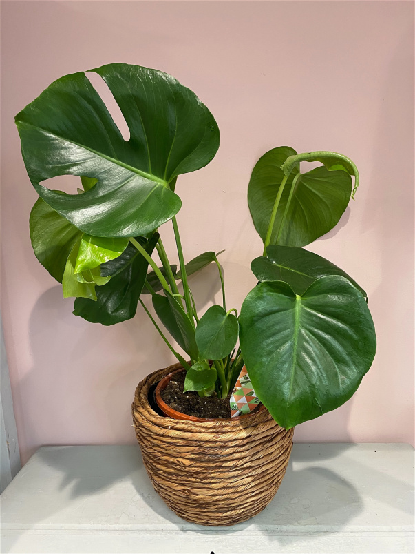 Plants | Monstera