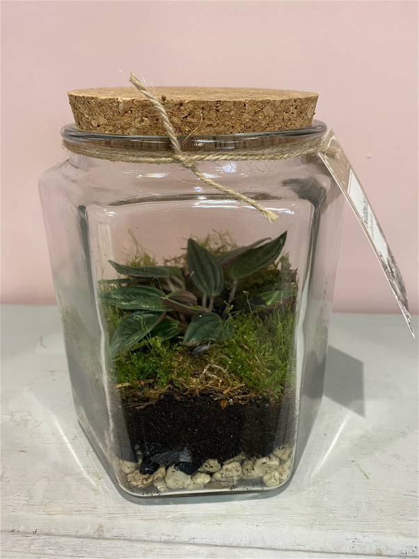 Plants | Glass Terrarium