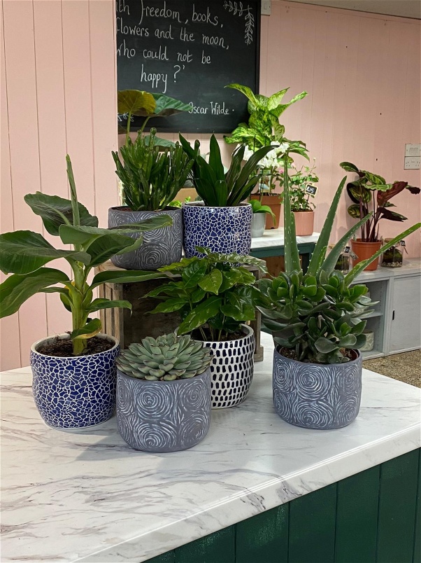 Plants | House Plant/ Succulent