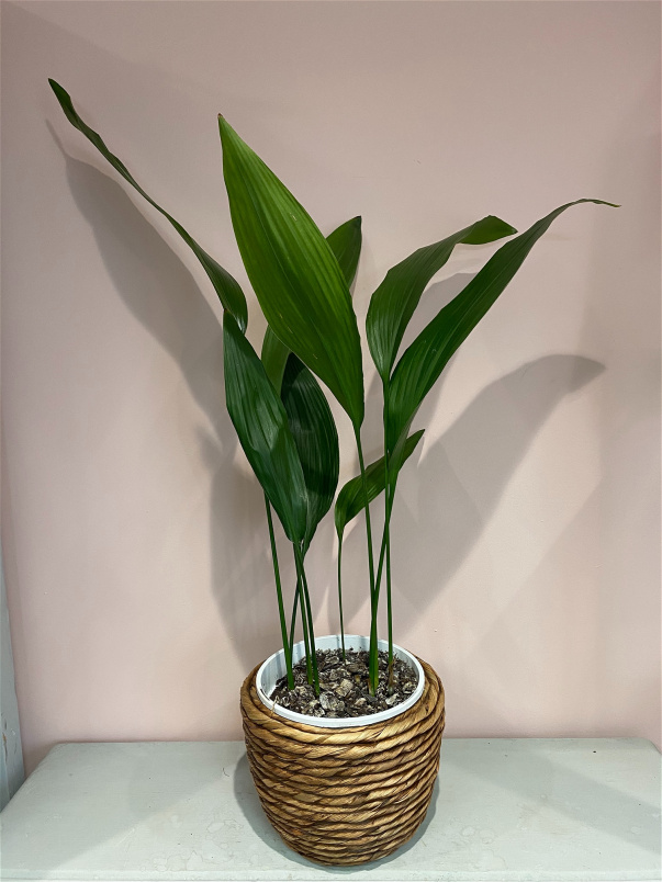 Plants | Aspidistra