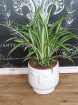 Plants | Chlorophytum Comosum - Spider Plant