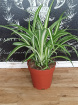 Plants | Chlorophytum Comosum - Spider Plant