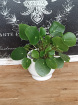 Plants | Pilea Peperomioides