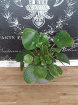 Plants | Pilea Peperomioides